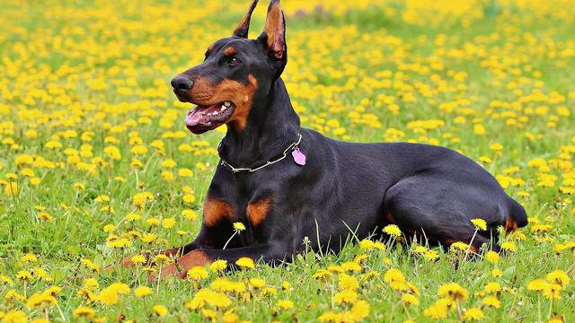 Doberman Pinscher