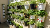 7 Cara Membuat Kebun Buah Pakai Ember di Rumah Tipe 36, Cepat Berbuah Lebat