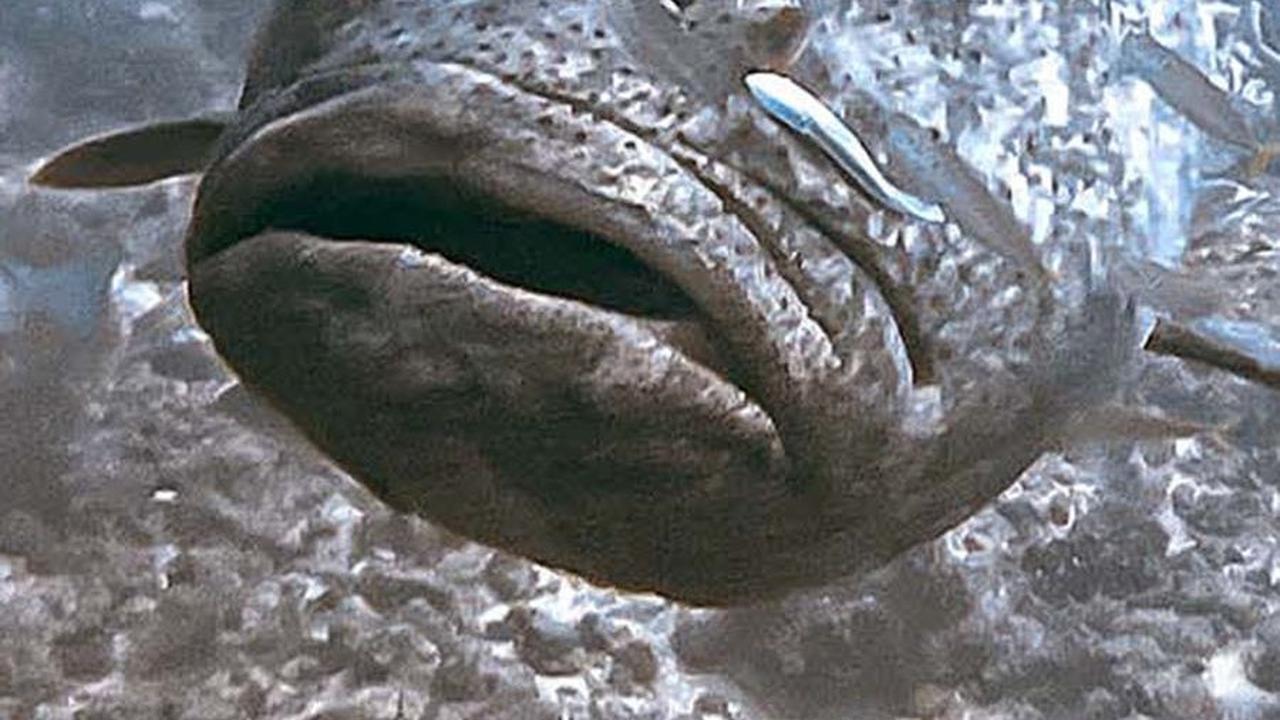 Ikan kerapu Atlantic Goliath Grouper ini memiliki panjang seukuran manusia dewasa.