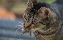 Fakta Unik di Balik Hadiah Bangkai dari Kucing? Ini Penjelasan Para Pakar
