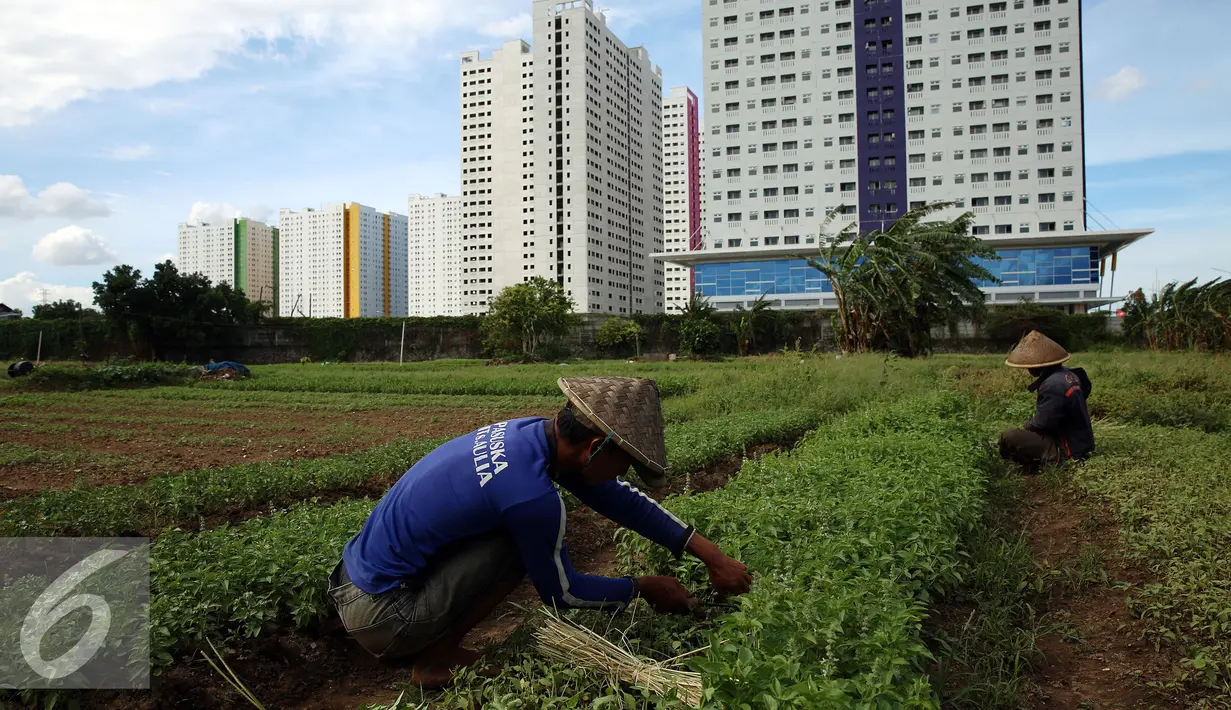 Petani memotong sayuran saat memanen di lahan pertanian di Jakarta, Selasa (23/12). Di Jakarta memang sangat sulit mendapatkan lahan yang dikhususkan untuk pertanian maupun perkebunan. (Liputan6.com/Johan Tallo)