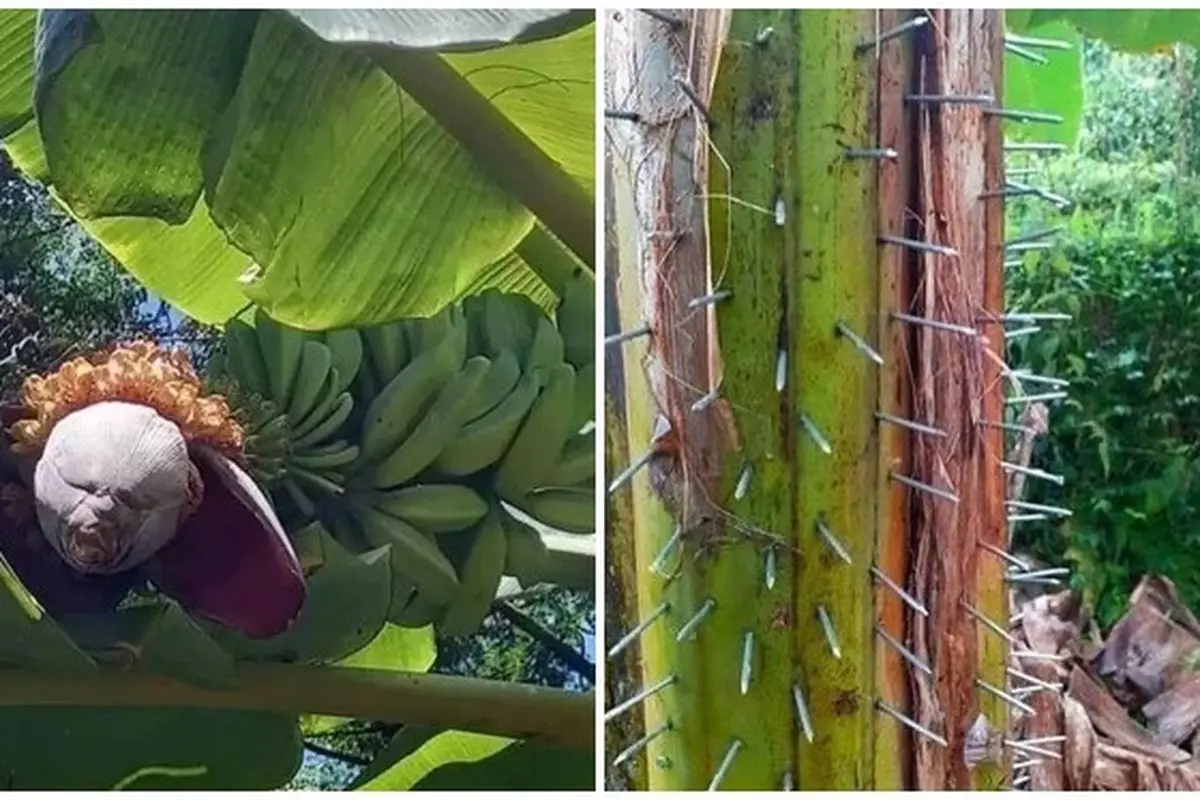 6 Potret Penampakan Nyeleneh di Pohon Pisang Bikin Kaget, Harus Lihat Fokus