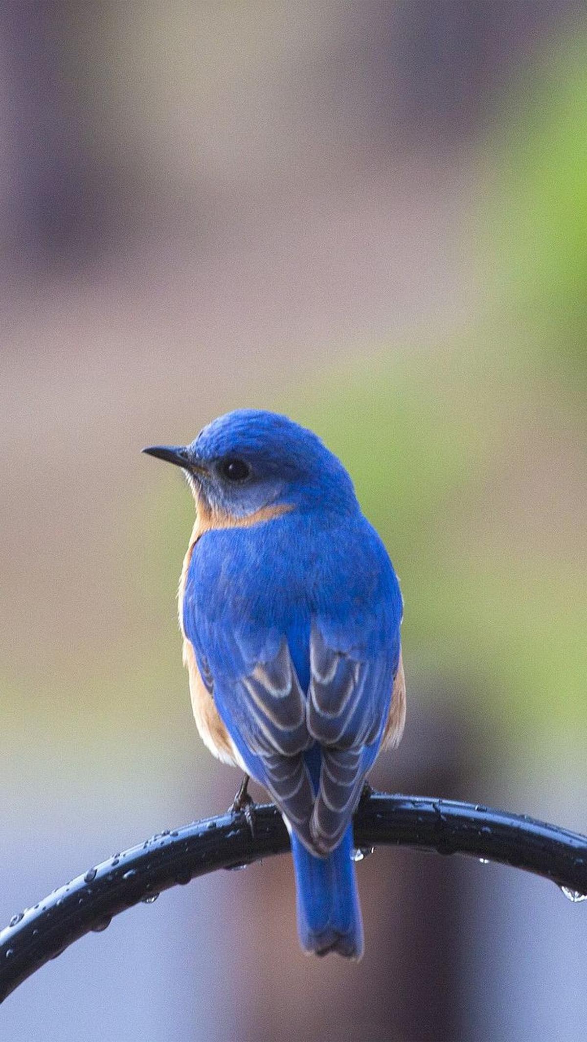 10. Burung Biru