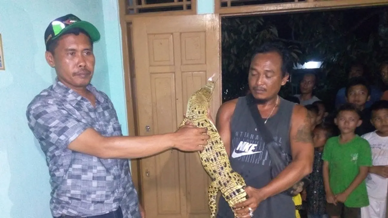 Warga menunjukkan anak buaya Muara yang sudah tak berdaya di Desa Selabaya, Kecamatan Kalimanah, Purbalingga, Senin (30/12). (Foto: Liputan6.com/Rudal Afgani Dirgantara)