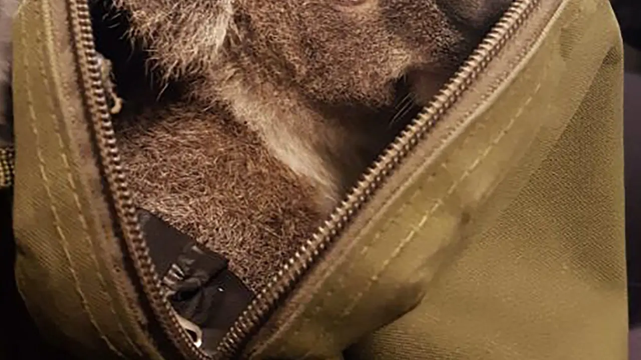 20161107-Bayi Koala Ditemukan di Dalam Tas-Australia