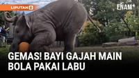 Lucunya Bayi Gajah Bermain Bola Pakai Labu di Oregon Zoo