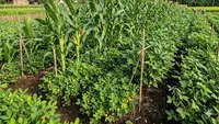 10 Ide Tumpang Sari Buah dan Sayuran yang Menguntungkan Petani Kecil, Lahan Lebih Produktif