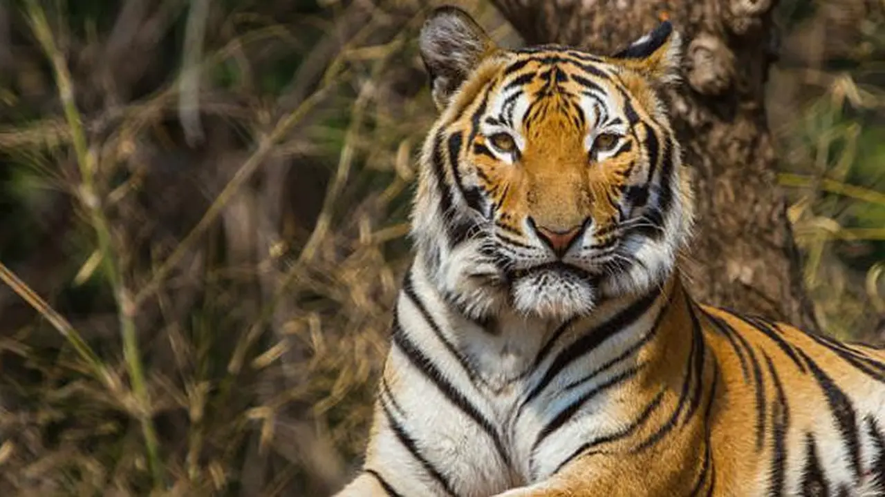 Ilustrasi harimau