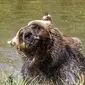 Beruang cokelat Mali mendinginkan diri di kolam air di Bear Sanctuary Pristina, dekat ibu kota Pristina, Kosovo, Kamis (8/7/2021). Warga di Eropa timur yang tidak terbiasa dengan suhu tinggi sedang berjuang untuk mengatasi gelombang panas yang melanda seluruh wilayah. (AP Photo/Visar Kryeziu)