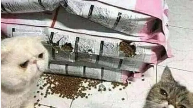 Kocak, Bukan Manusia Saja Bisa Mukbang, Hewan Juga Bisa Berikut Potretnya