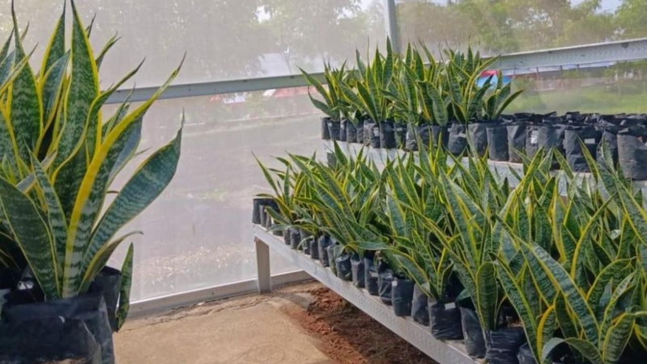 Inovasi DLHP Magetan: Lidah Mertua Jadi Solusi Atasi Polusi di TPA