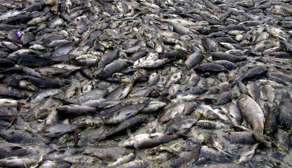 Kondisi ikan mas yang ditemukan mati mengapung di atas permukaan Sungai Eufrat dekat kota Sadat al Hindiya di Irak, Jumat (2/11). Belum diketahui penyebab ribuan ekor ikan mas yang diternak tersebut mati secara massal. (Haidar HAMDANI/AFP)