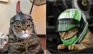 Kucing pakai helm (Sumber:X/AwwCatsDotCom/kucing_kocak03)