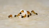How to Kill Ants: 12 Chemical and Natural Ways to Try