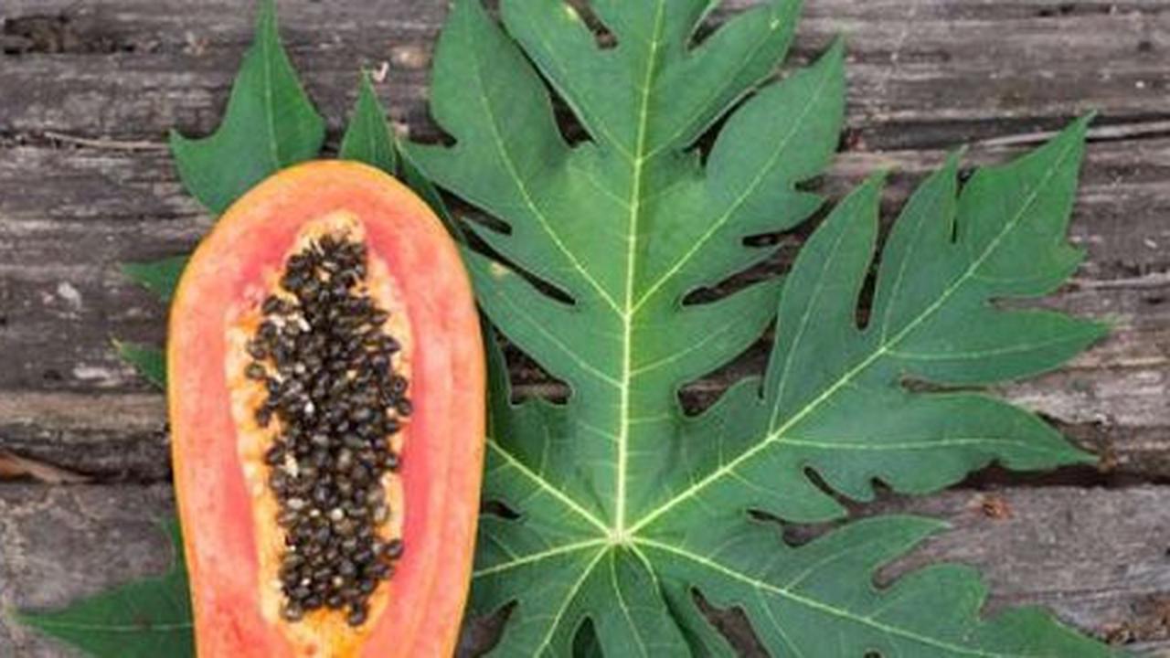 Meski pahit, makan daun pepaya berikan 7 manfaat sehat ini