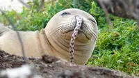 Ada Belut Kecil Terjebak di Lubang Hidung Anjing Laut Ini, Kok Bisa?
