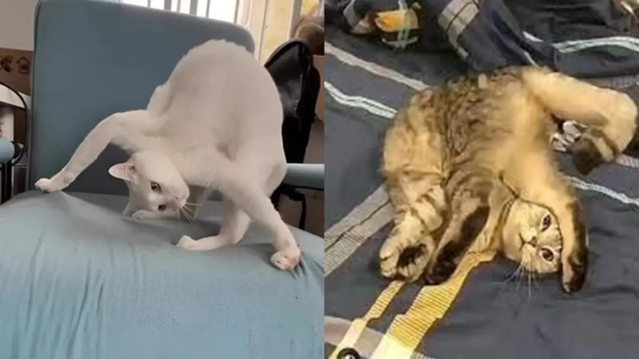 6 Potret Kucing Banyak Tingkah Ini Lucu, Terlalu Atraktif