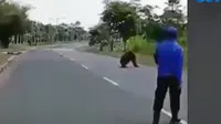 Hutan Terbakar, Orang Utan 'Mengungsi' ke Kantor Pemda