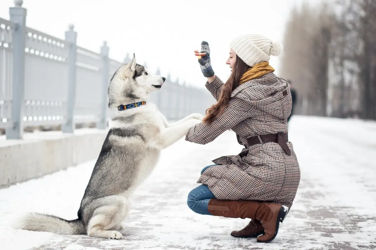 Husky