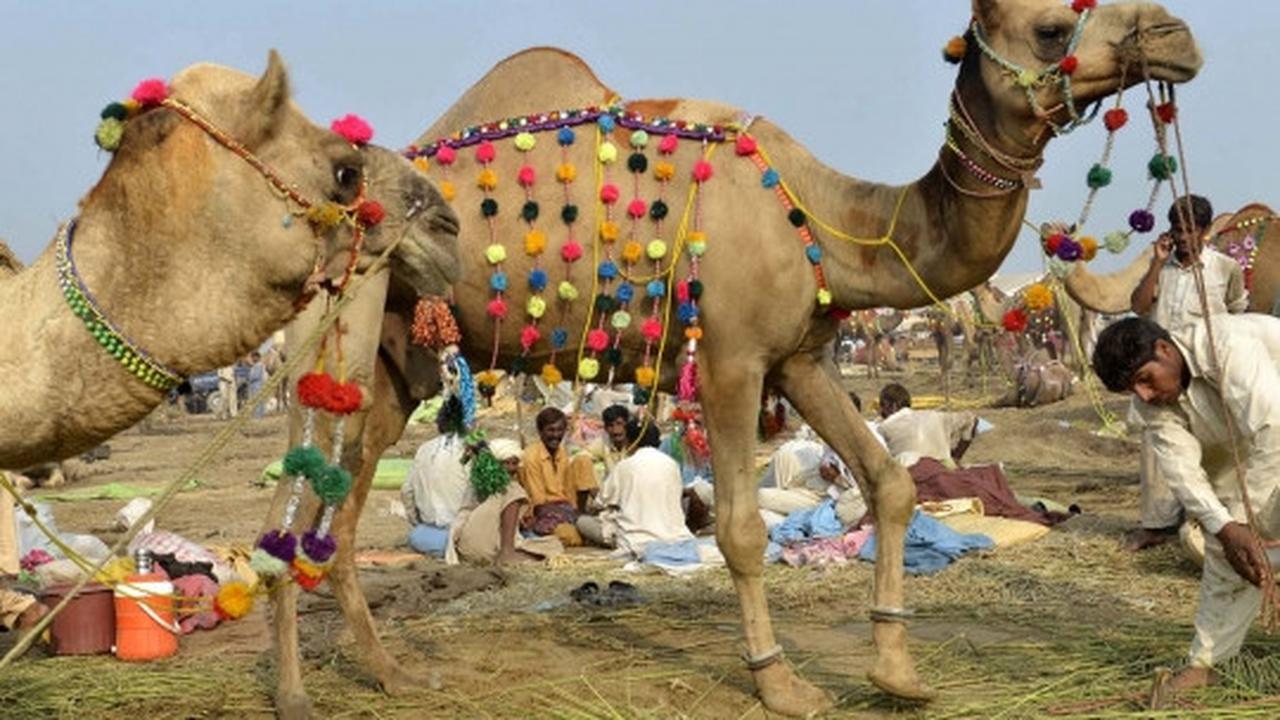 Menengok kesibukan pasar unta di Pakistan jelang Idul Adha