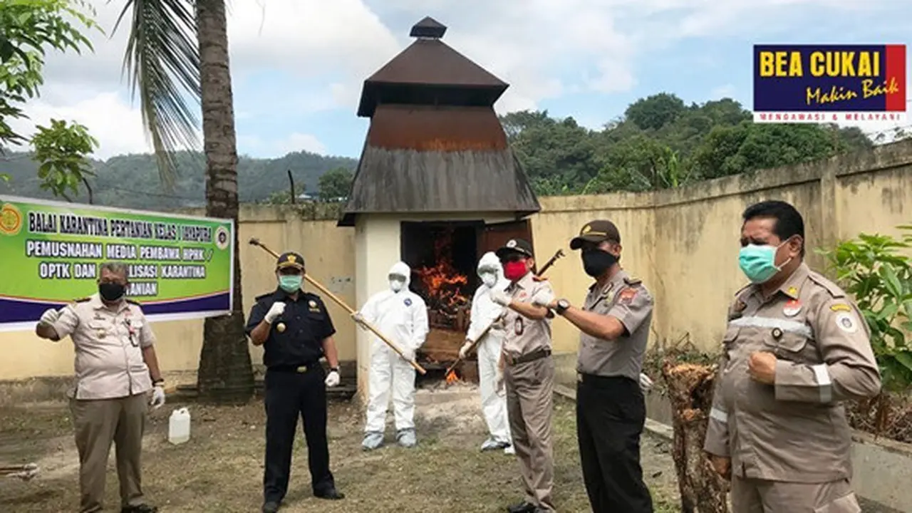 Bea Cukai Musnahkan Barang Pembawa Hama dan Organisme Pengganggu dari Papua Nugini