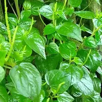 Daun Sirih Cina. (foto: Pinterest/Info Pertanian).