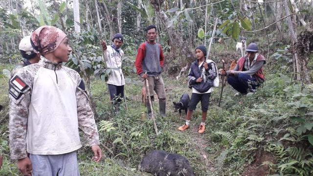 Sebanyak 30 ekor celeng, di Dawuhan, Wanayasa, Banjarnegara berhasil ditangkap pada September 2019. (Foto: Liputan6.com/Supriyanto untuk Muhamad Ridlo)