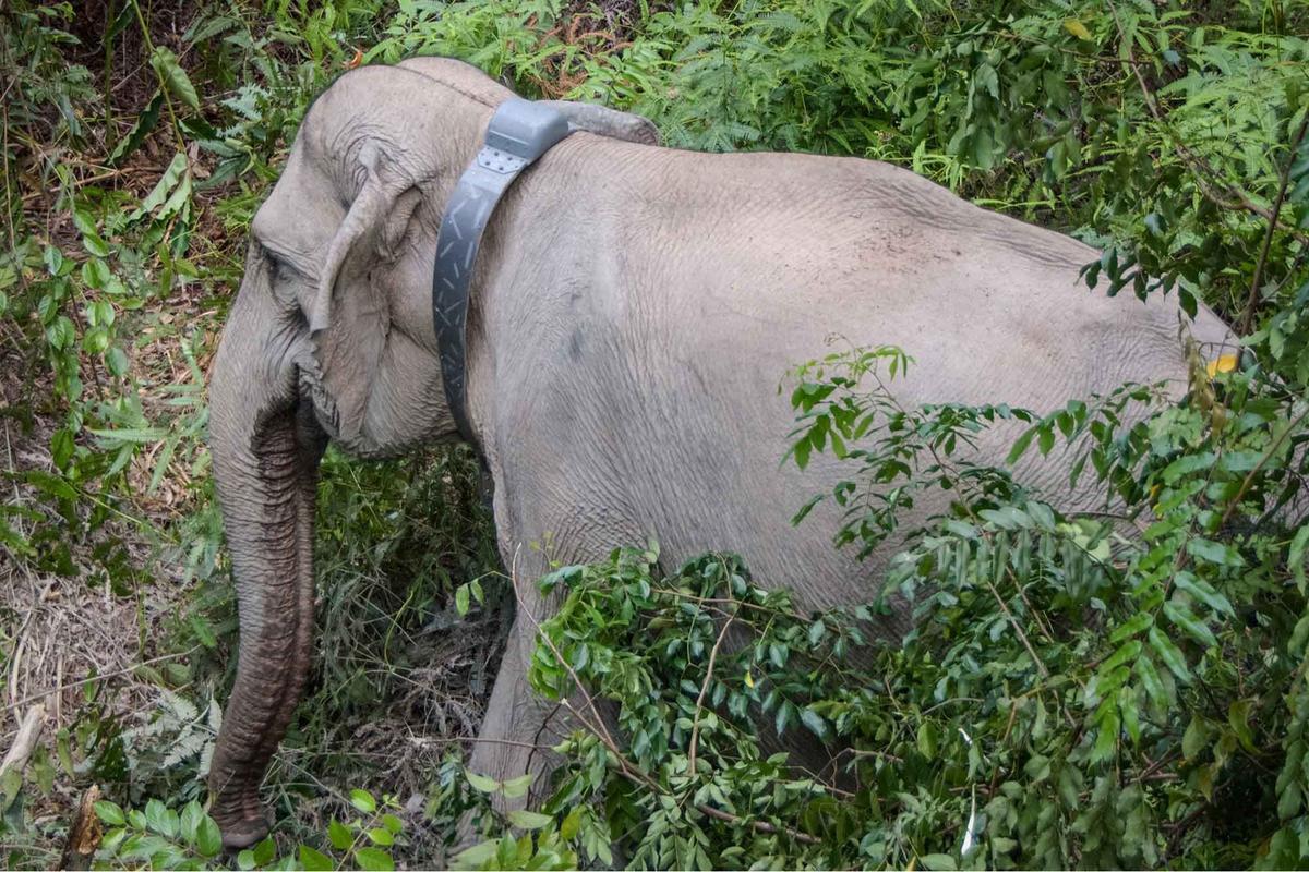 FOTO: Kalung GPS untuk Gajah Liar, Langkah Kecil untuk Menyelamatkan Gajah Sumatera