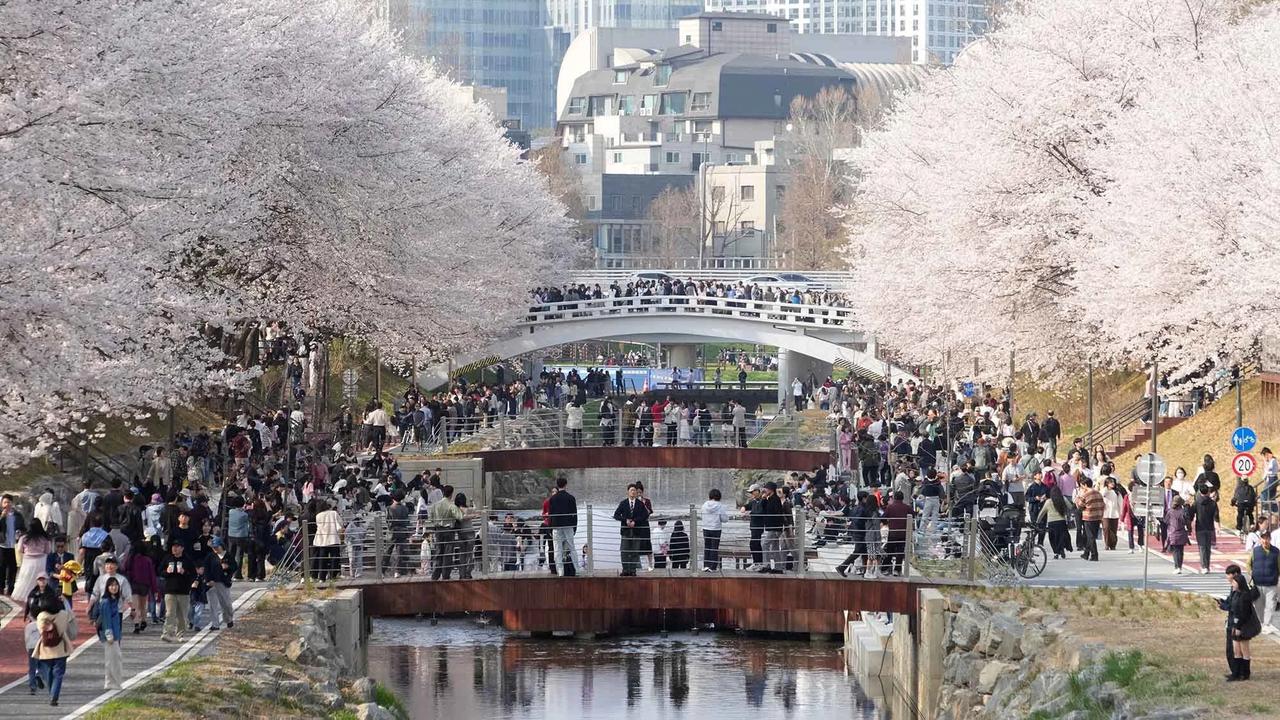 FOTO: Mekarnya Bunga Sakura Warnai Musim Semi di Seoul