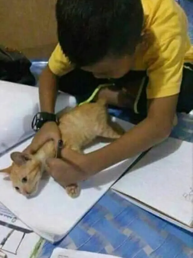 7 Potret Tingkah Kocak Kucing Membantu Manusia, Bikin Gemes