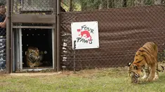 Dua harimau di dalam kandang di Lionsrock Big Cat Sanctuary di Bethlehem, Afrika Selatan, Sabtu (12/3/2022).  Kelompok pemerhati satwa liar Four Paws di Argentina menyelamatkan empat harimau yang telah dikurung di gerbong kereta yang ditinggalkan selama 15 tahun. (AP Photo/Themba Hadebe)
