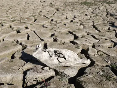 Kekeringan di sekitar bendungan Doueisat (Duwaysat) di luar kota al-Diriyah di provinsi Idlib, Suriah pada 9 November 2021. Waduk yang dibentuk oleh Bendungan Al-Duwaysat, sumber irigasi utama bagi ribuan petani, untuk pertama kalinya benar-benar kering dalam 27 tahun. (Abdulaziz KETAZ/AFP)