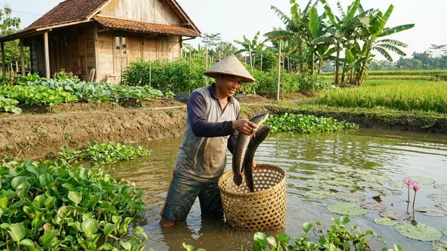 Cara Budidaya Ikan Gabus di Kolam Tanah