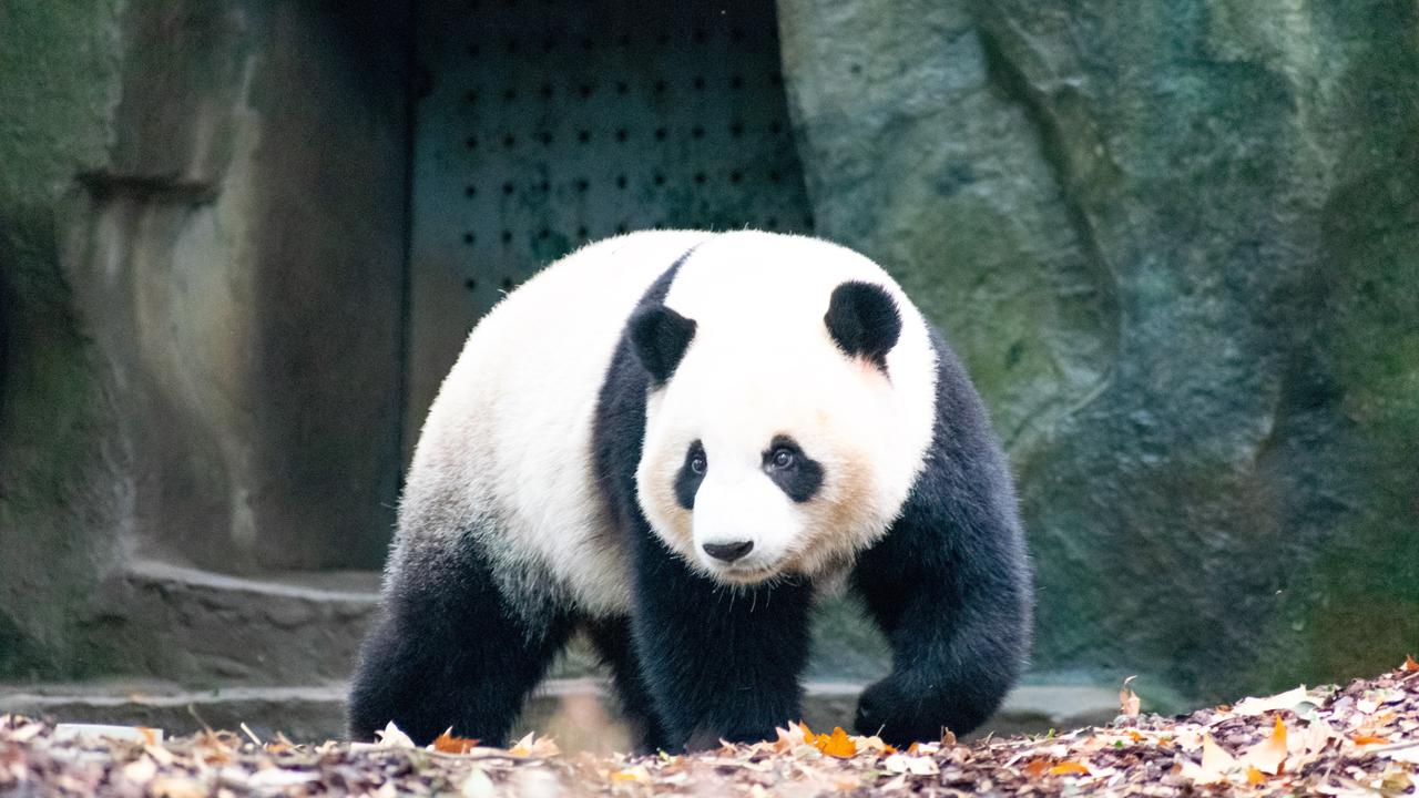 Ilustrasi hewan panda