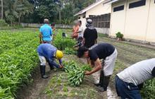 SAE Pertanian Lapas Palu Bekali Warga Binaan Keterampilan Produktif dan Dukung Ketahanan Pangan Nasional