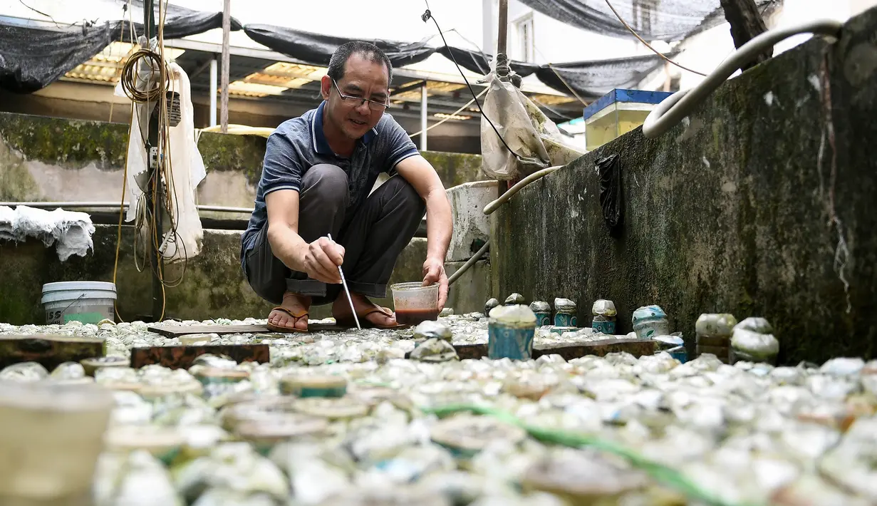 Tran Ngoc Thang memberi makan ikan cupang atau Siamese Fighting Fish yang dibesarkan di dalam botol plastik dan kaca di peternakan ikan hiasnya di Hanoi, Selasa (13/4/2021). Thang menggunakan ribuan botol kaca dan plastik bekas untuk berternak dan mengembangbiakkan ikan cupang. (Nhac NGUYEN/AFP)