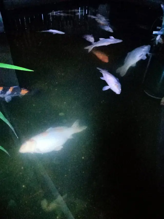 Ikan Koi JJ Rizal Mati