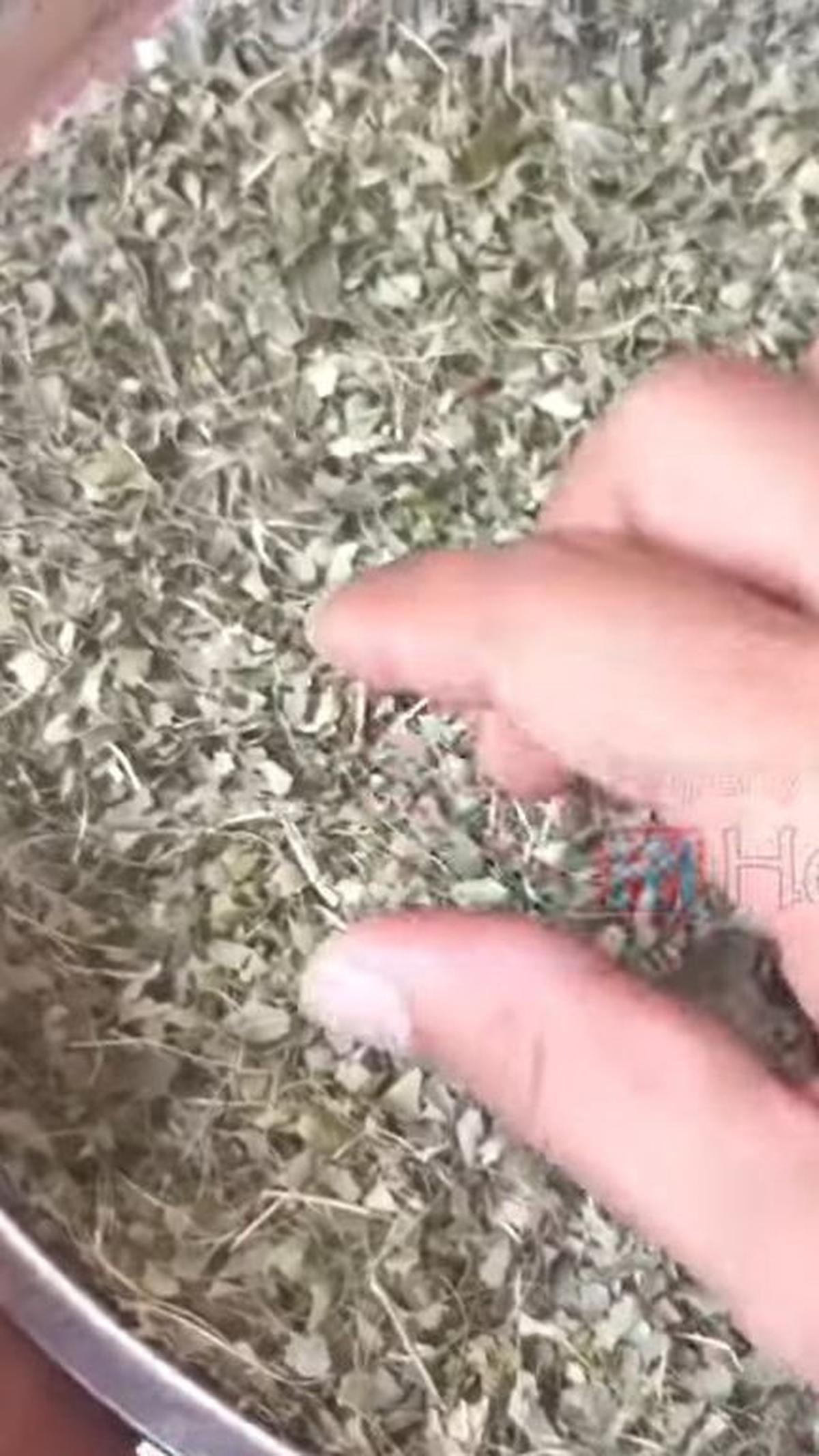 Blender Daun Jeruk Purut