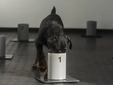 Seekor anjing Jagd Terrier bernama Renda mengendus aroma dalam wadah di pusat pelatihan anjing pelacak COVID-19, Kliny, Republik Ceko, 22 Januari 2021. Otoritas Republik Ceko melatih anjing untuk mengendus aroma COVID-19. (Michal Cizek/AFP)