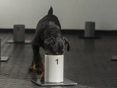 Seekor anjing Jagd Terrier bernama Renda mengendus aroma dalam wadah di pusat pelatihan anjing pelacak COVID-19, Kliny, Republik Ceko, 22 Januari 2021. Otoritas Republik Ceko melatih anjing untuk mengendus aroma COVID-19. (Michal Cizek/AFP)