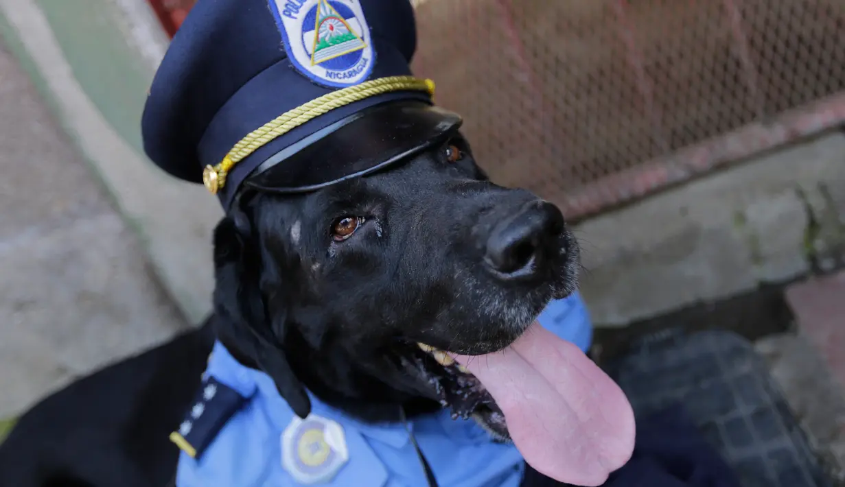 Seekor anjing mengenakan seragam polisi saat hadir dalam misa San Lazaro di Monimbo, Masaya, Nikaragua (18/3). Menurut kepercayaan setempat San Lazaro atau Saint Lazarus akan menjaga kesehatan anjing mereka. (AFP/Inti Ocon)