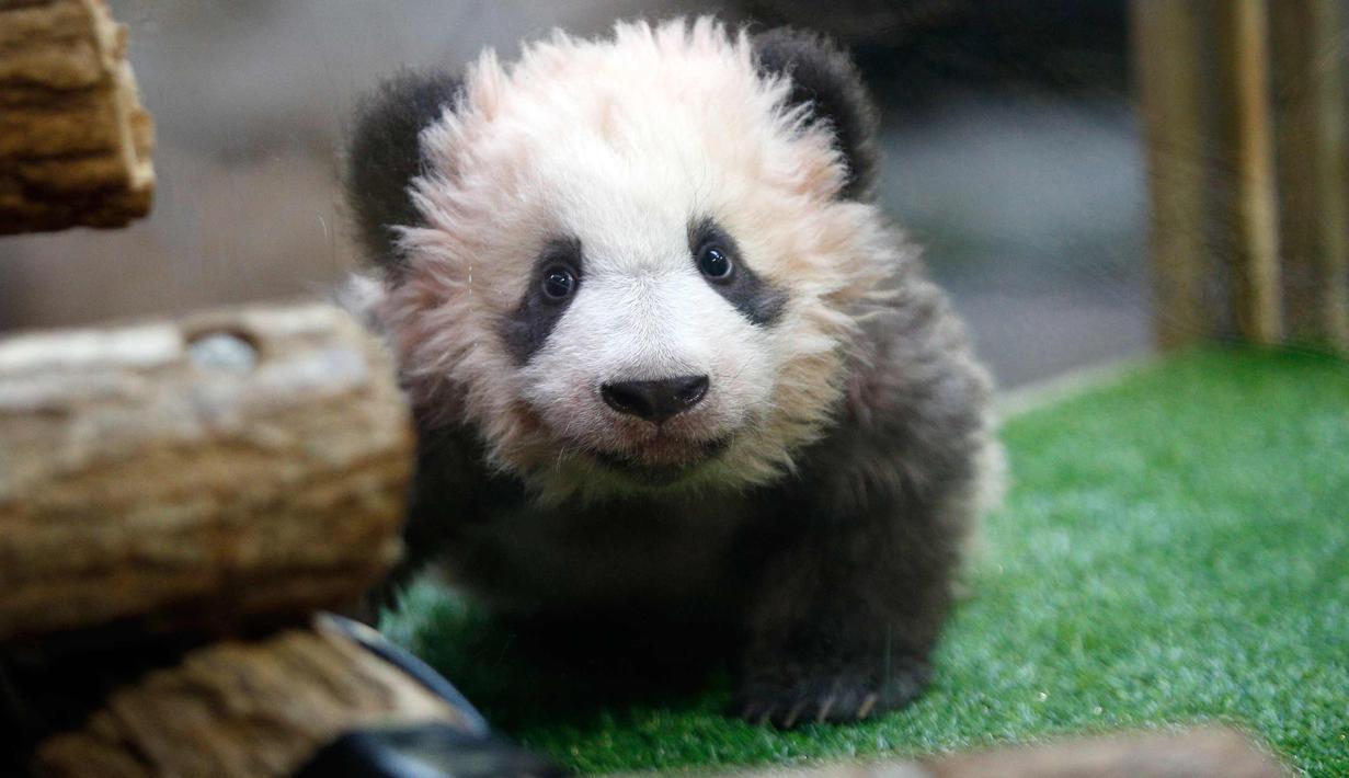 PHOTO: Lucunya Yuan Meng, Bayi Panda yang Lahir di Prancis ...