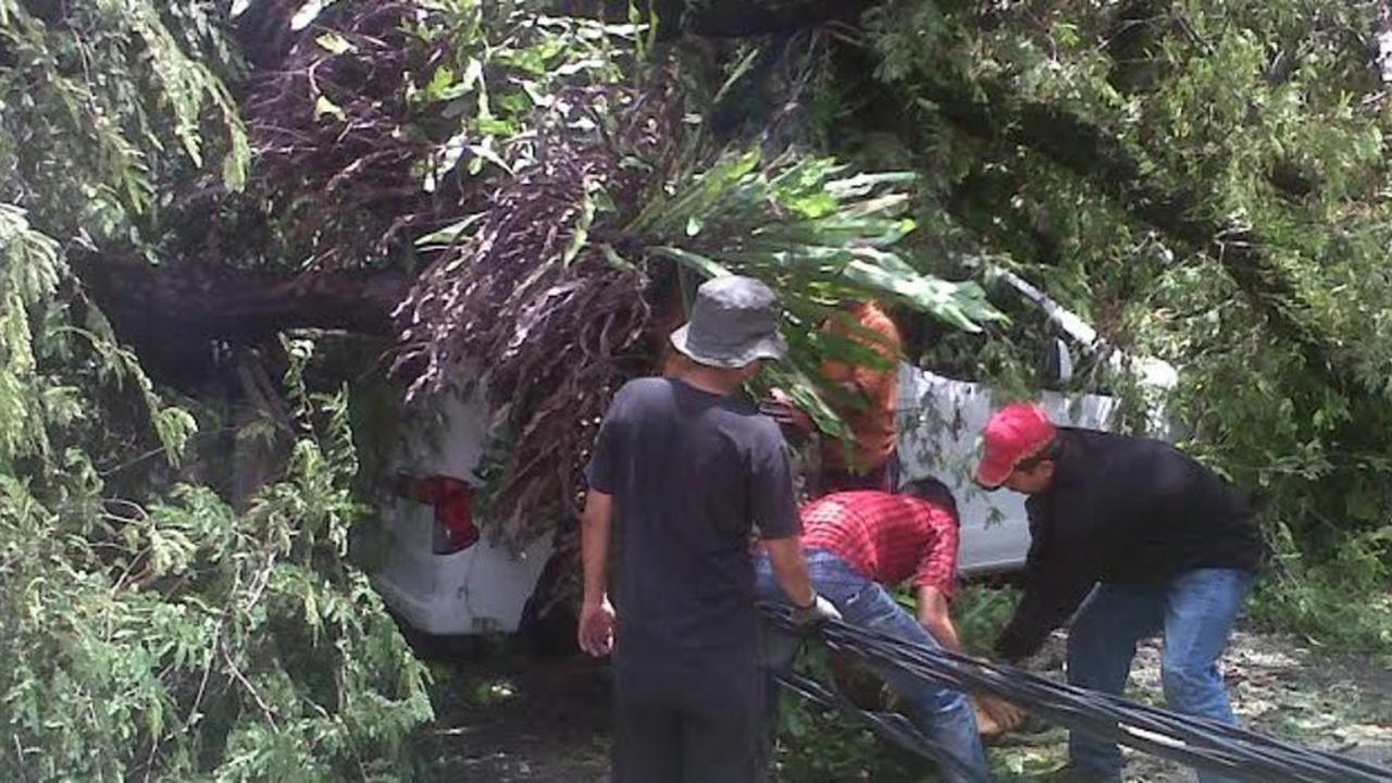 Siswa SMP Tewas saat Tunggu Angkot, Tertimpa Pohon Besar Tiba-Tiba Tumbang