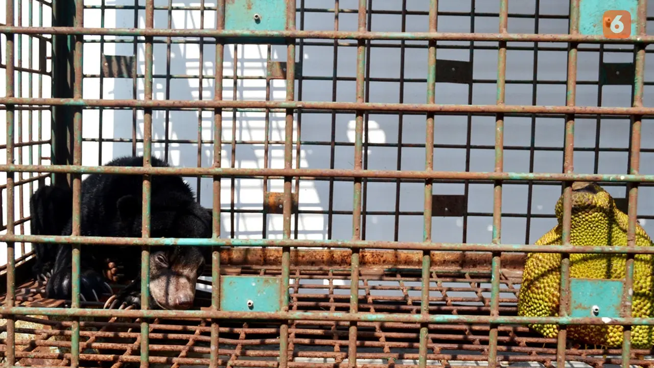 Anak Beruang Madu Berhasil Diselamatkan Dari Jerat Pemburu