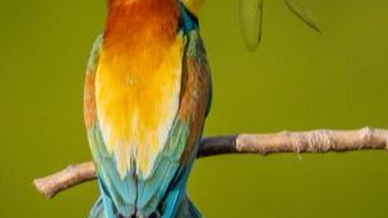 32. Burung Roller India