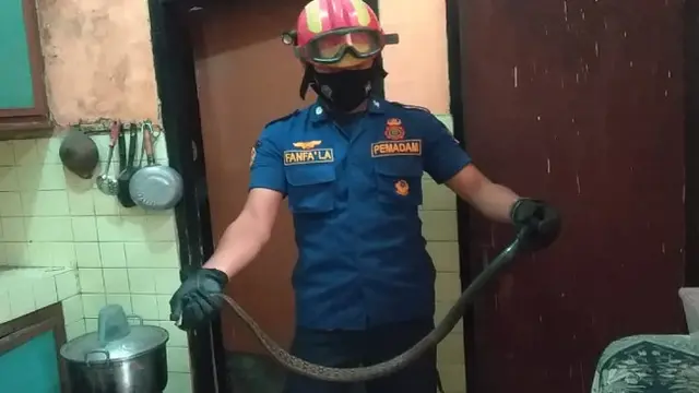 Banyak Laporan Ular Kopi Masuk Rumah Warga Kota Malang