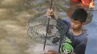 [VIDEO] Asiknya `Ngabuburit` Sambil Mancing Kepiting