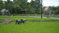 Petani sedang menanam padi di sawah. (Foto: Istimewa)