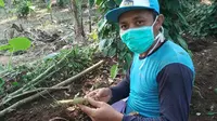 Pemeliharaan kebun yang tetap dilakukan oleh anggota-anggota Lembaga Ekonomi Masyarakat (LEM) Sukadana Baru, Kabupaten Lampung Timur, Provinsi Lampung.
