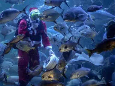  Penyelam mengenakan kostum Santa Claus memberikan makanan kepada kumpulan ikan di aquarium besar Sea World, Taman Impian Jaya Ancol, Jakarta, Minggu (25/12). (Liputan6.com/Faizal Fanani)